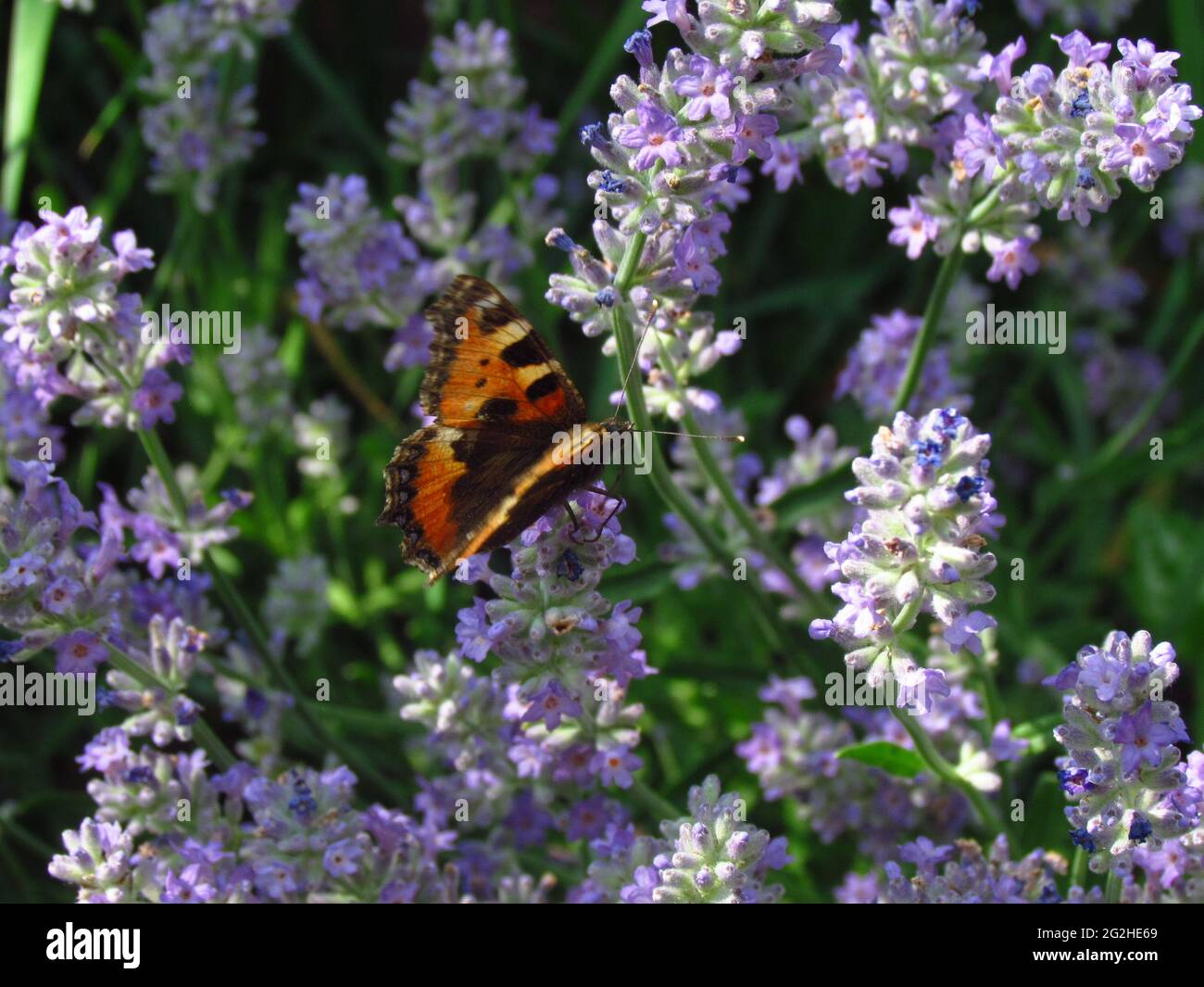 Petit tortoiseshell aglais urticae sur les arbustes de lavande fleuris Banque D'Images