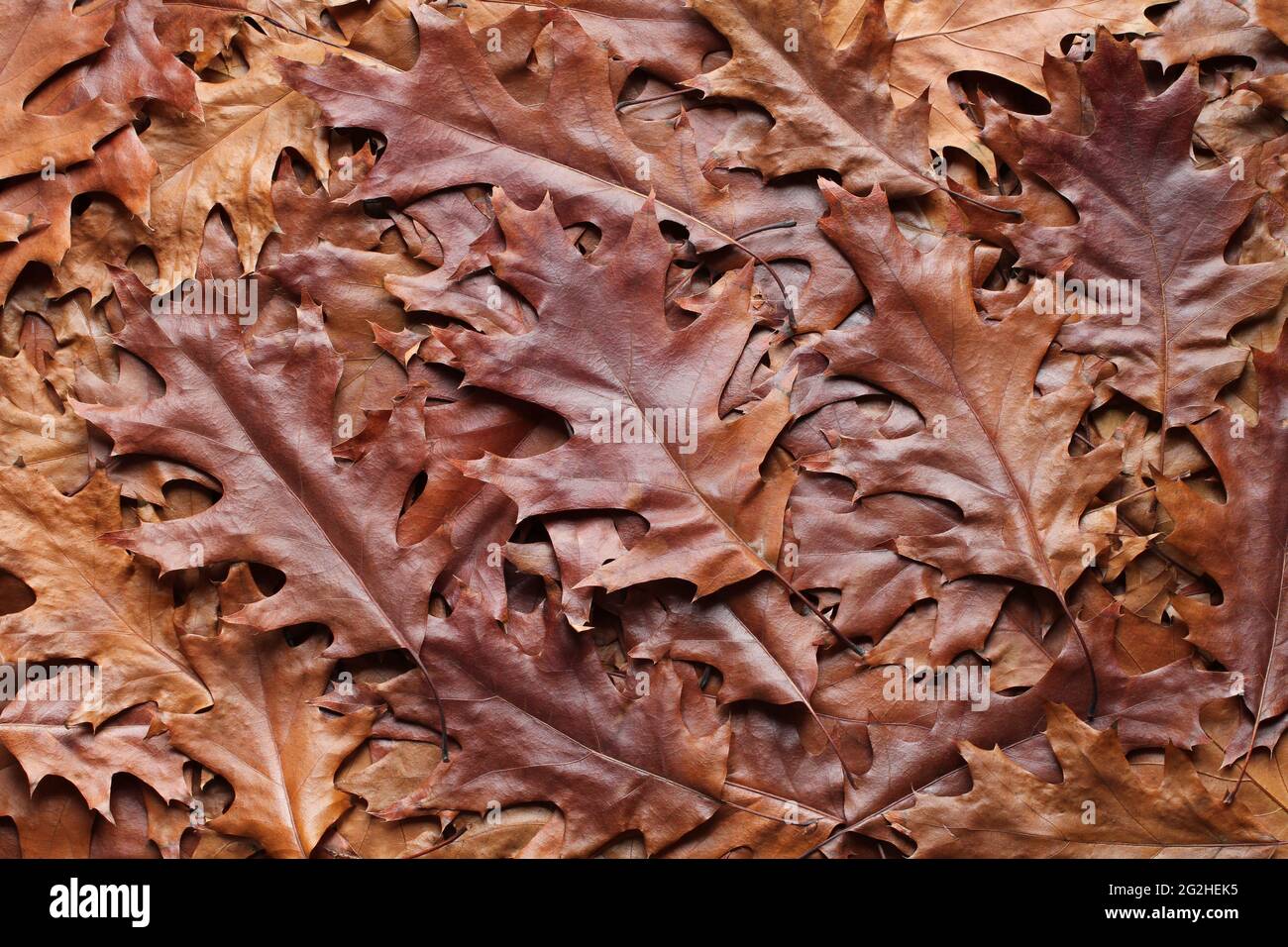 Arrière-plan de l'automne - vue de dessus d'un tas de feuilles de chêne brun et jaune sec. Gros plan Banque D'Images