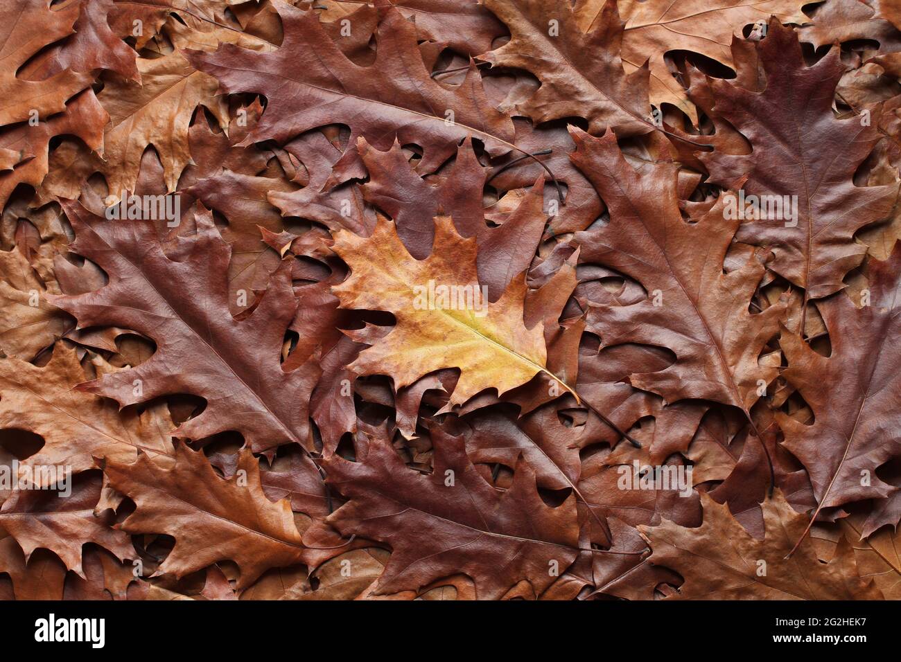 Arrière-plan de l'automne - vue de dessus d'un tas de feuilles de chêne brun et jaune sec. Gros plan Banque D'Images