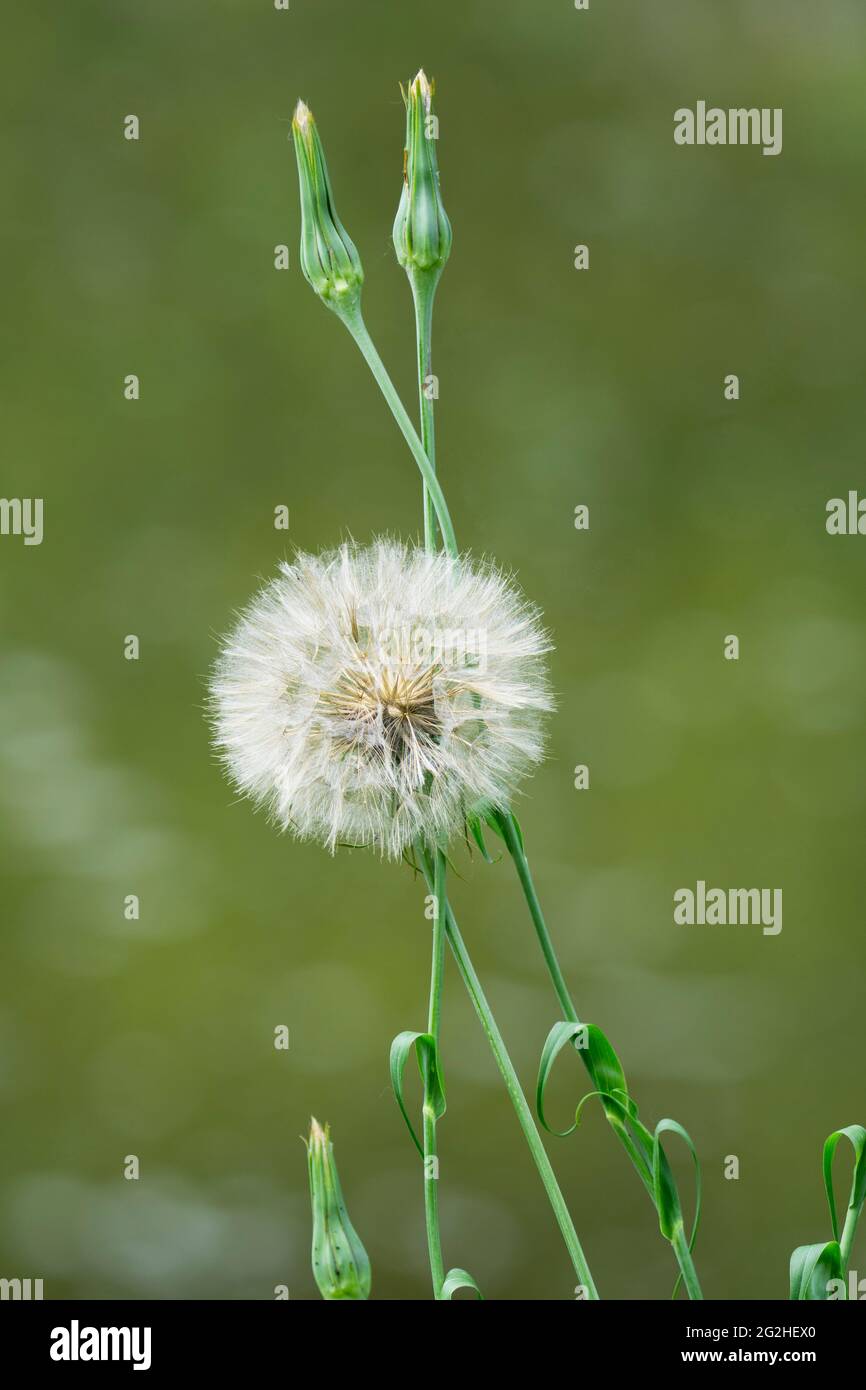 Barbe de chèvre, pissenlit géant (Tragopogon pratensis), Banque D'Images