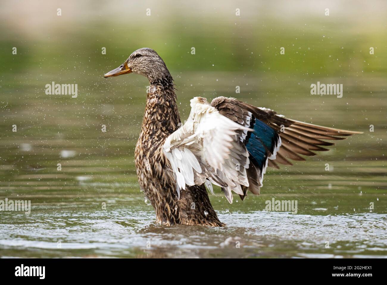 Femelle Mallard Duck, qui fait des ailes dans un ruisseau Banque D'Images