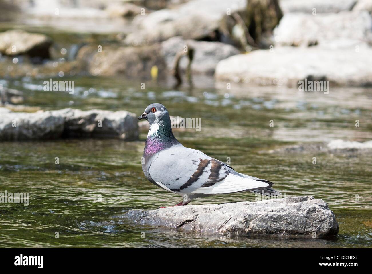 Pigeon sauvage, Dove de roche, (Columba livia domestica), oiseau de Dove de ville perché sur un rocher Banque D'Images