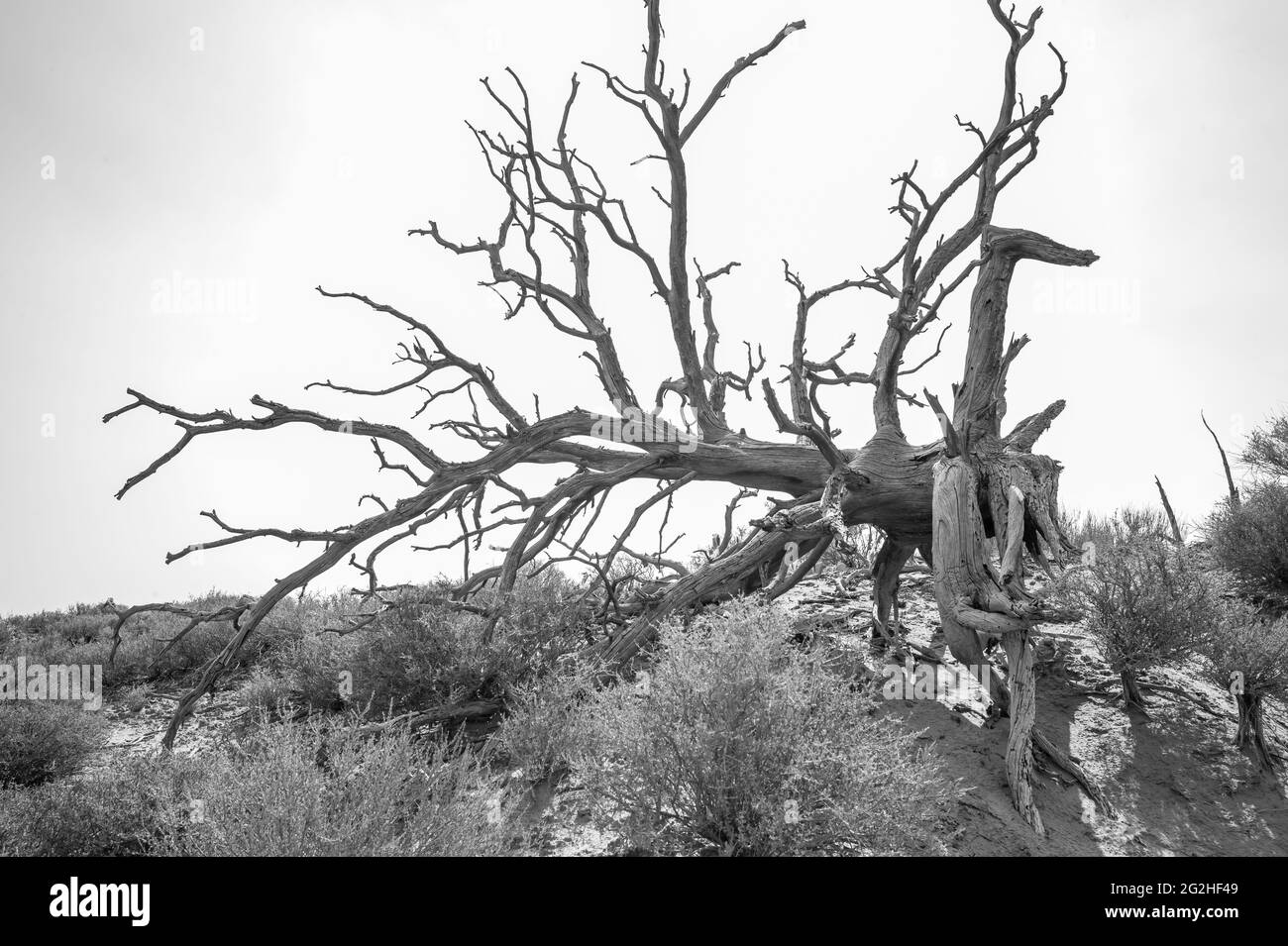 L'aventure attend des touristes, des randonneurs et des amateurs de sensations fortes dans Devils Garden, l'un des meilleurs endroits du parc. Vous y trouverez des arches, des flèches et une grande concentration de parois rocheuses étroites appelées « nageoires ». Les palmes finissent par s'éroder et par céder la place à la formation d'arches comme Landscape Arch, le joyau de la couronne de Devils Garden. Banque D'Images