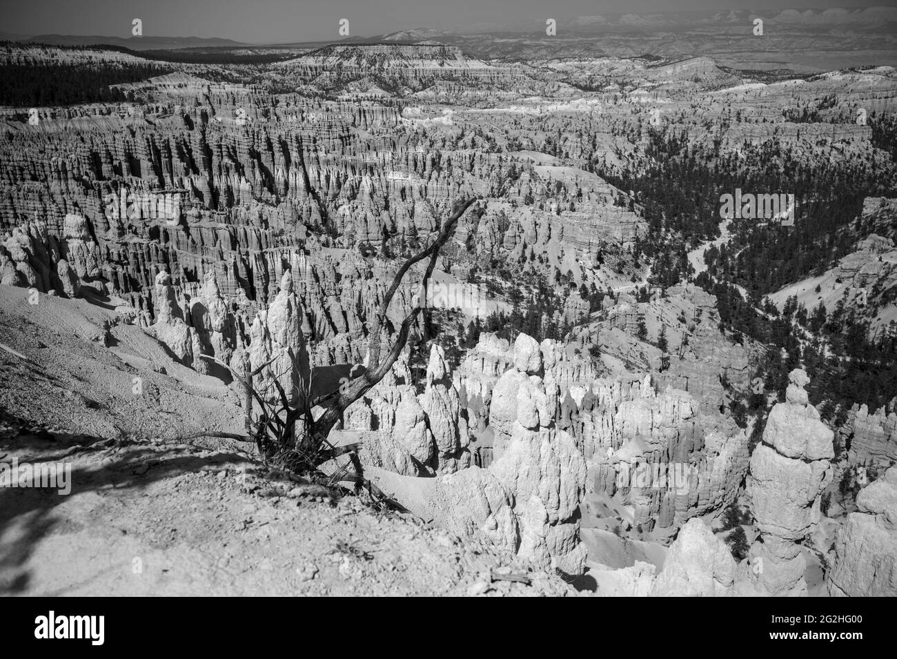 A Tree at inspiration point - point d'observation avec vue sur le canyon au parc national de Bryce Canyon, Utah, États-Unis Banque D'Images