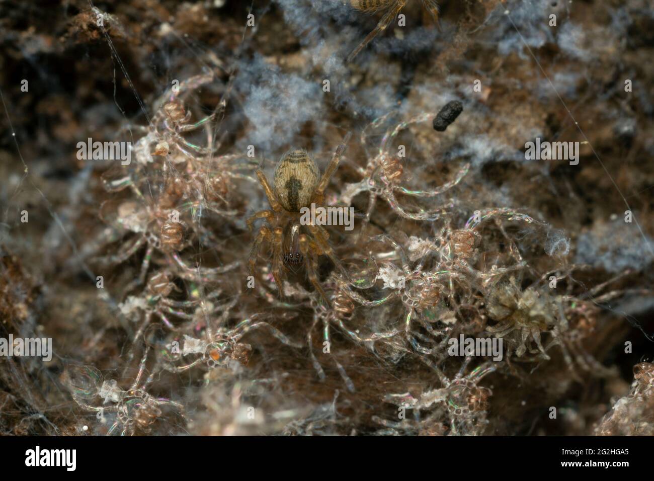 Araignée de fenêtre juvénile, Amaurobius fenestralis en nid Banque D'Images