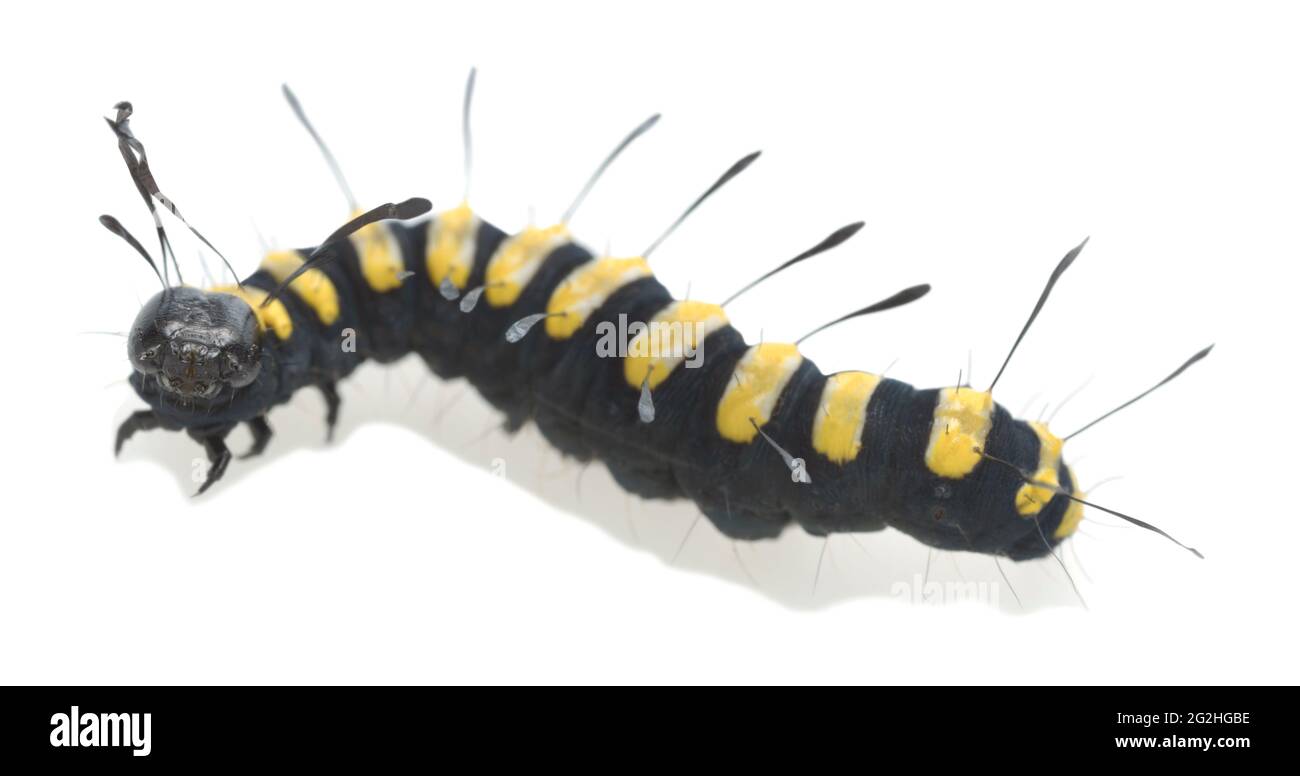 Alder Moth, Acronicta alni larva isolé sur fond blanc, photo macro Banque D'Images
