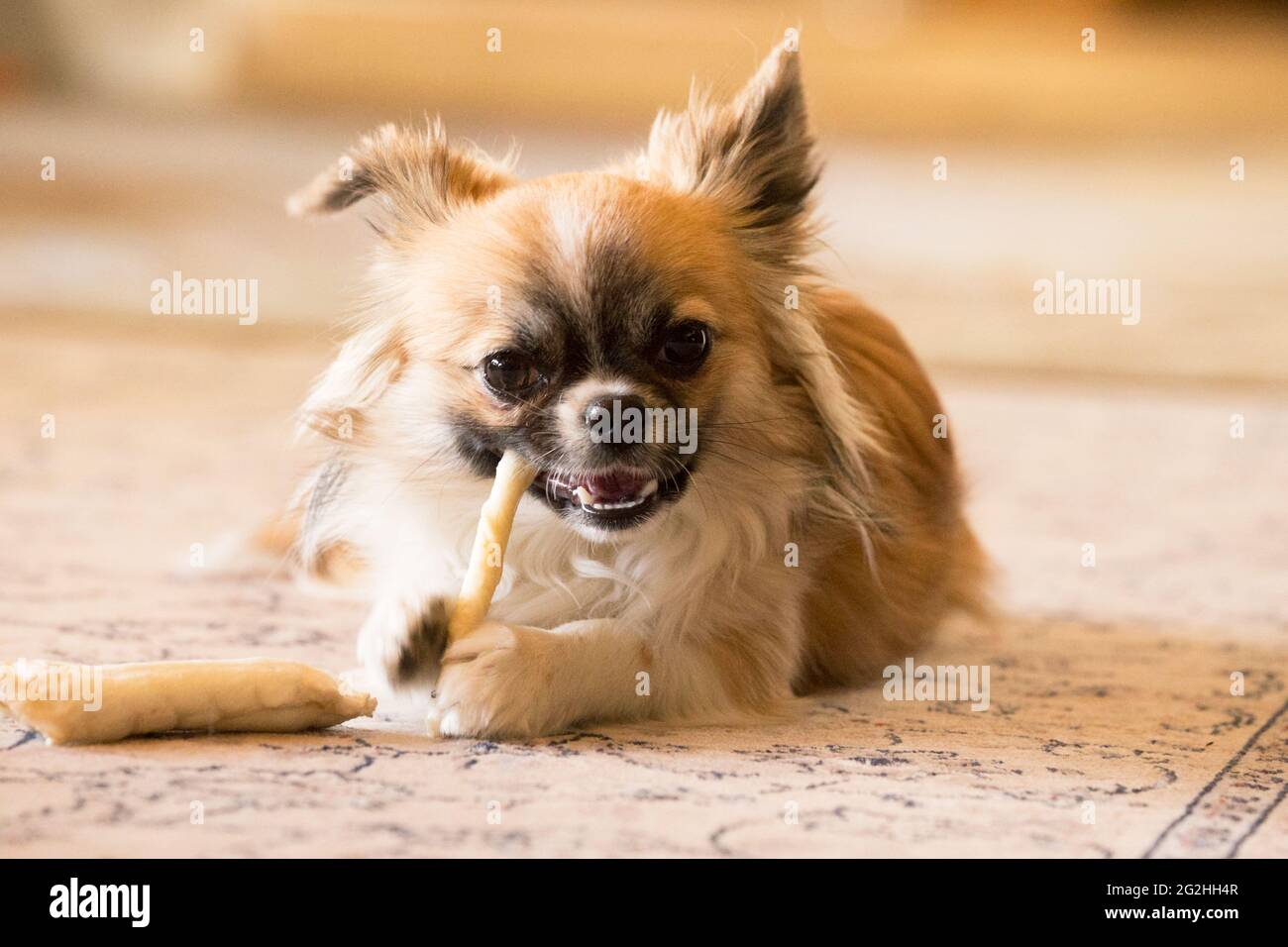 Un os de chien os Banque de photographies et d’images à haute résolution Alamy