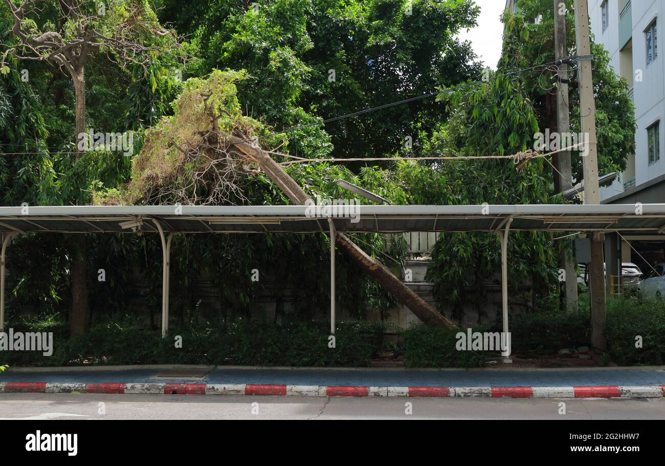 Une grande corde est fixée entre le poteau de service public et l'arbre tombé pour empêcher le tronc de l'arbre de tomber sur la ligne électrique et le toit Banque D'Images