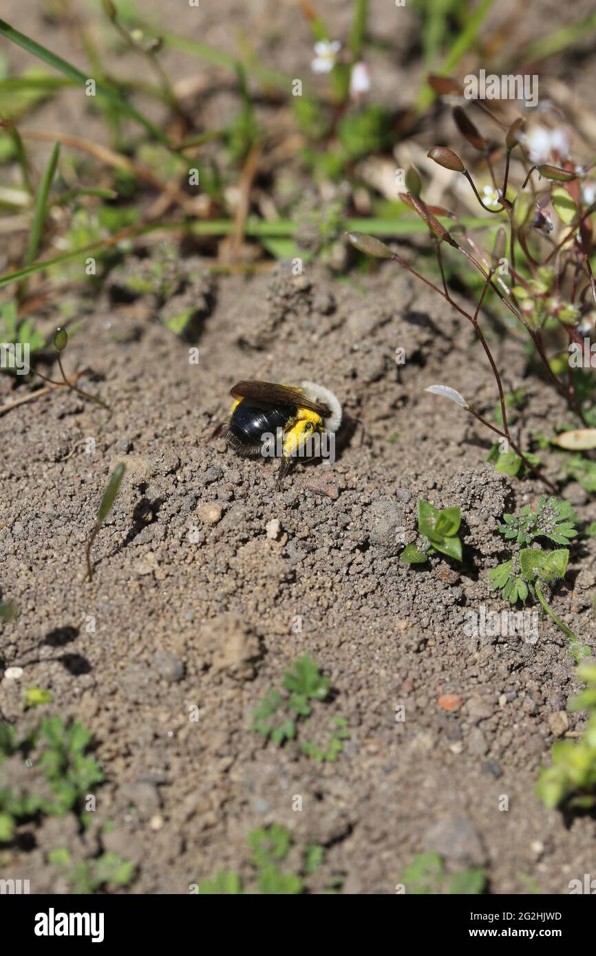 Femelle de l'abeille de sable à saule (Andrena vaga) Banque D'Images