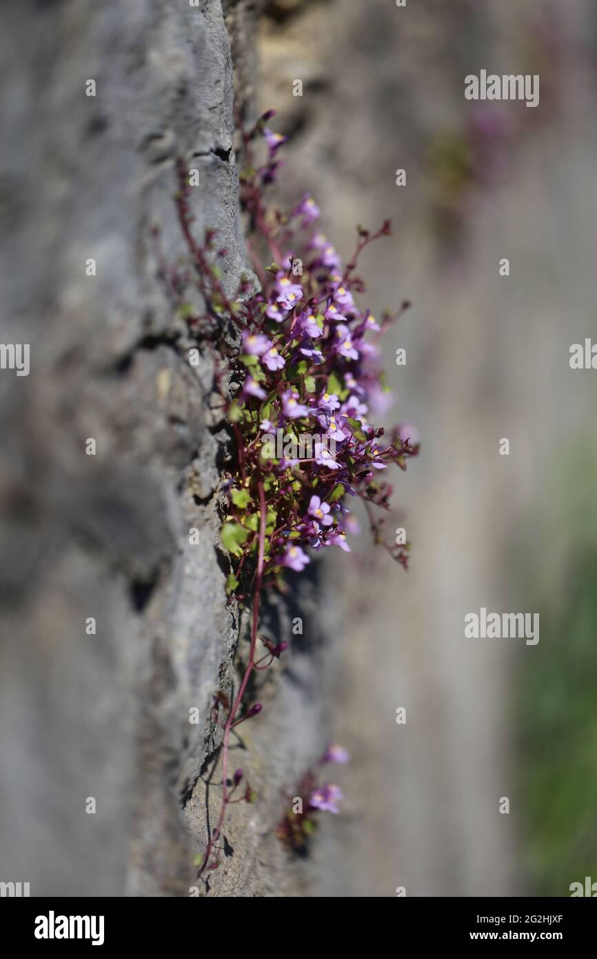 La barbe d'Aaron (Cymbalaria muralis) sur un mur Banque D'Images