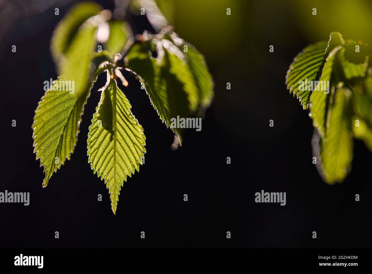 Hêtre, feuilles, déplier, détail Banque D'Images