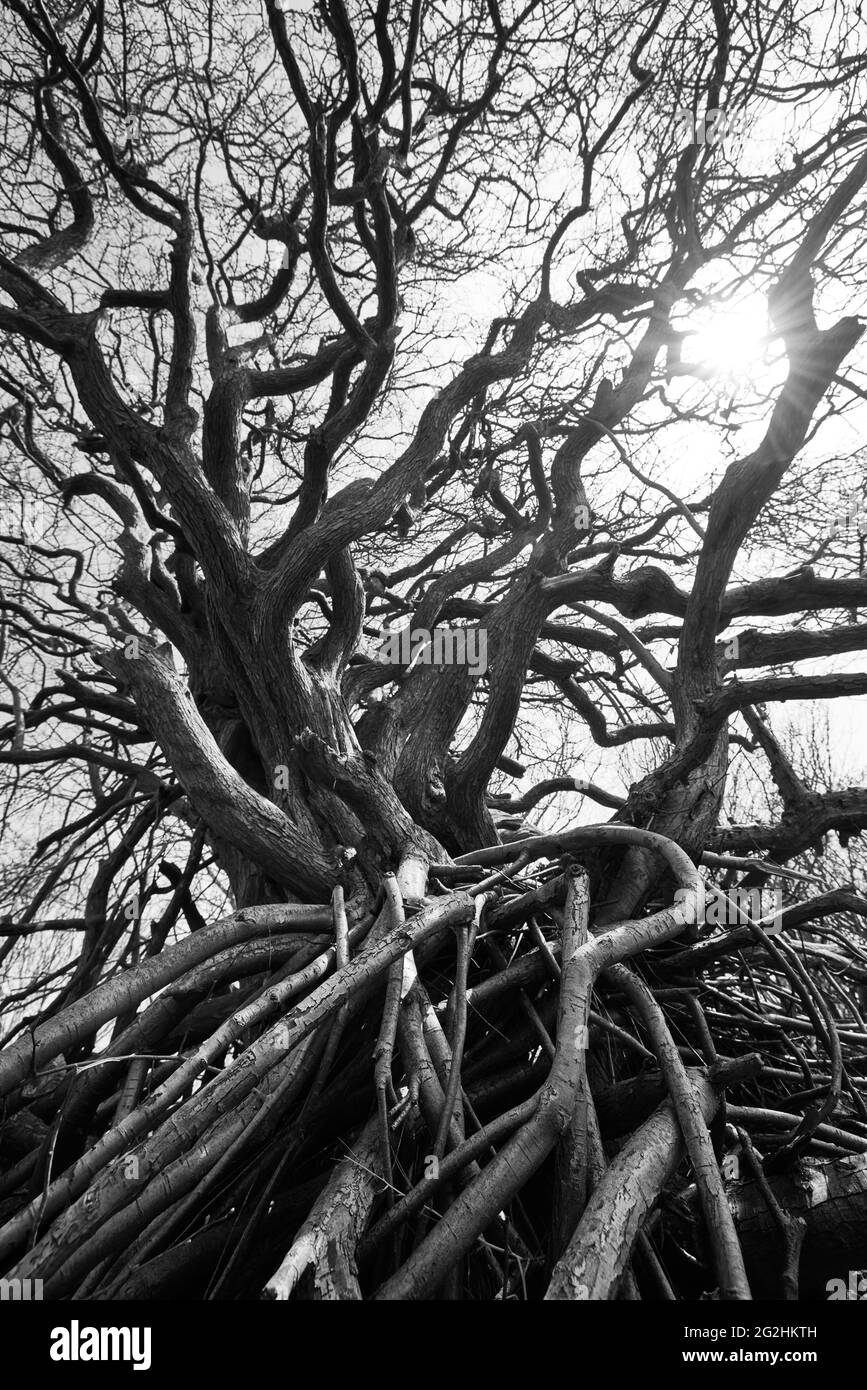 Europe, Allemagne, Mecklenburg-Ouest Pomerania, Hiddensee, Hucke, forêt, arbre Banque D'Images