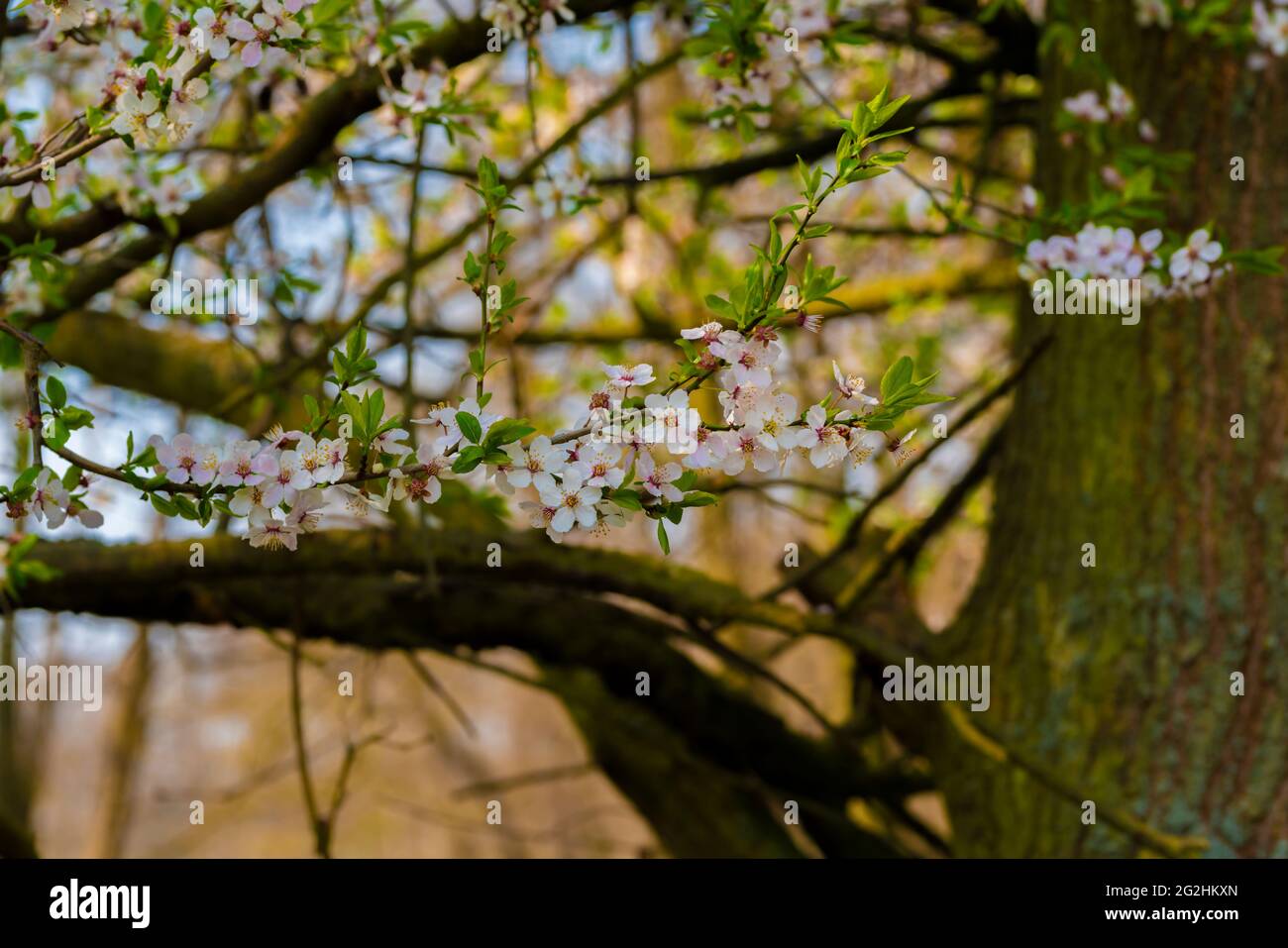 Le prunier fleurit contre le ciel bleu au printemps, floraison sur un prunier au printemps, netteté sélective, magnifique bokeh Banque D'Images