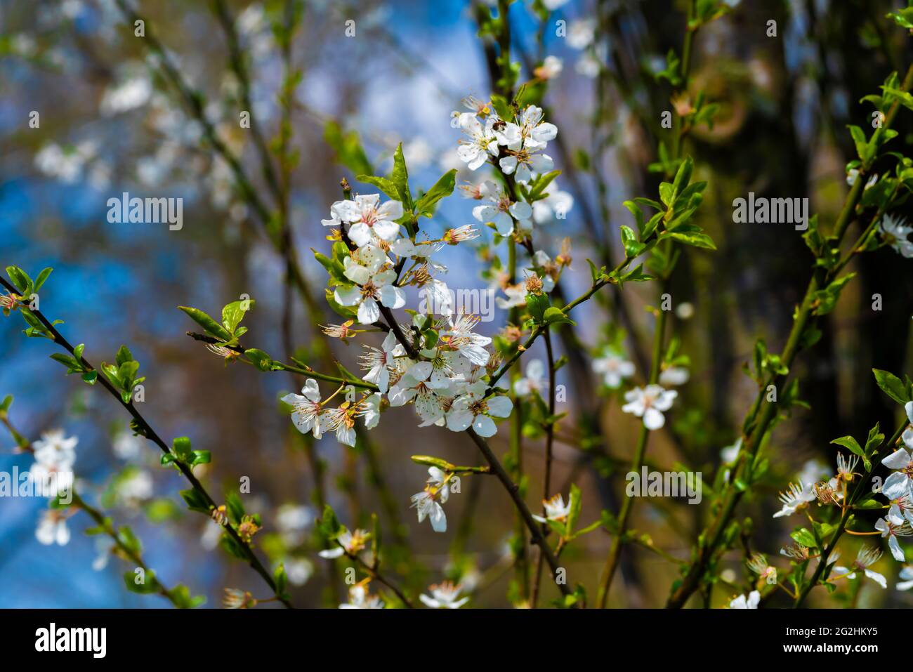 Le prunier fleurit contre le ciel bleu au printemps, floraison sur un prunier au printemps, netteté sélective, magnifique bokeh Banque D'Images