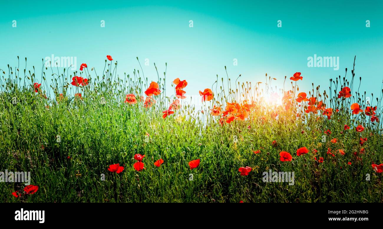 Des coquelicots rouges contre un ciel bleu au lever du soleil Banque D'Images