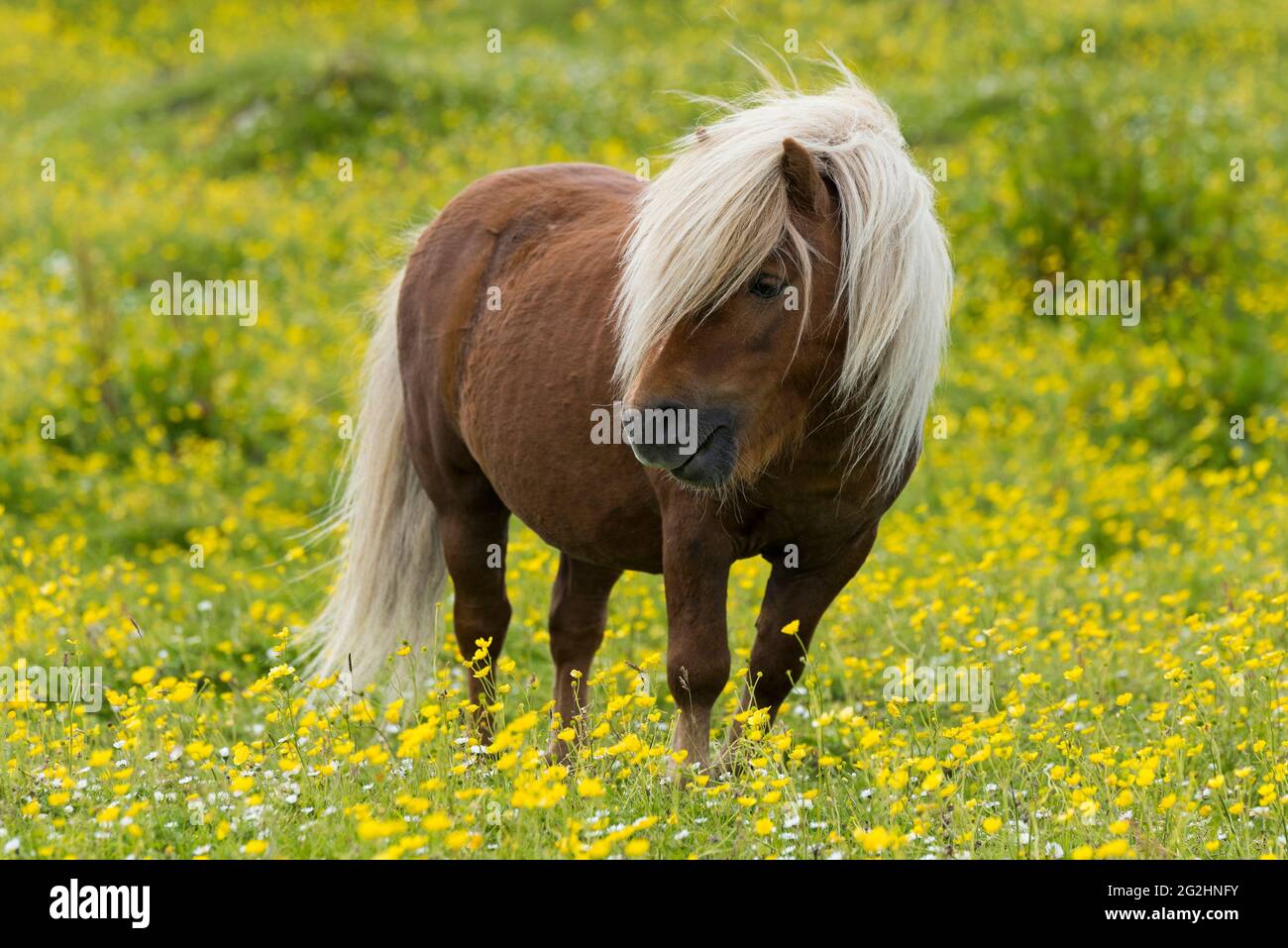 Poney Shetland, prairie avec coupe de beurre à fleurs, île d'Unst, Écosse, îles Shetland Banque D'Images