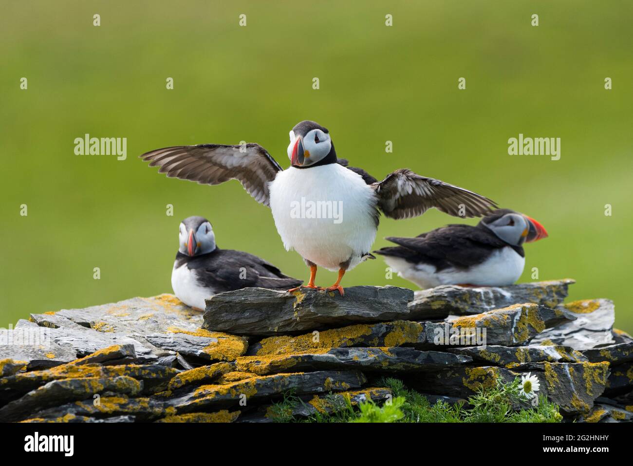 Puffin trio, île de Noss, Écosse, îles Shetland Banque D'Images