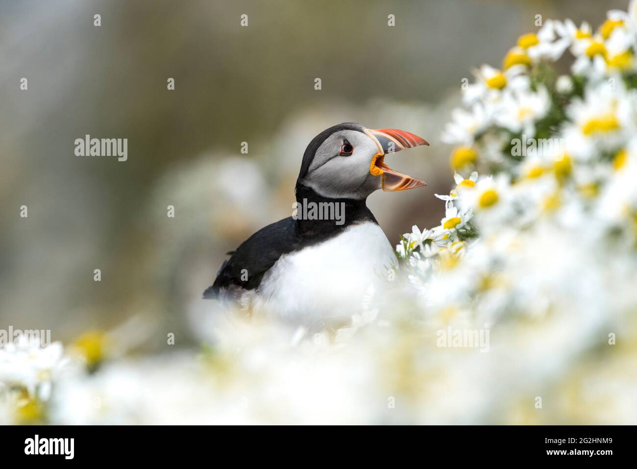 Puffin en fleurs de camomille, Sumburgh Head, Écosse, îles Shetland Banque D'Images