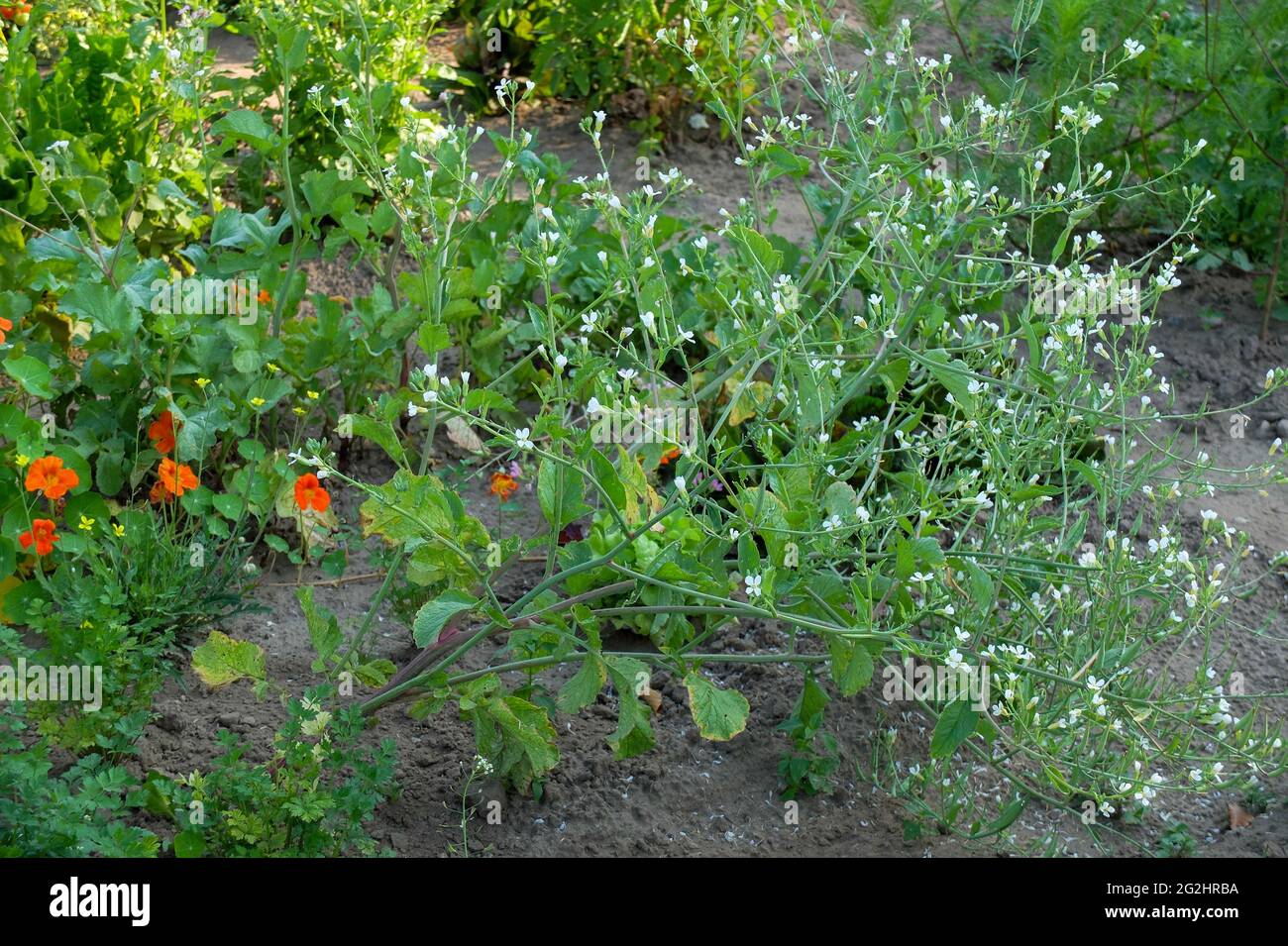 Radis à fleurs (Raphanus sativus) dans le lit de fleurs Banque D'Images