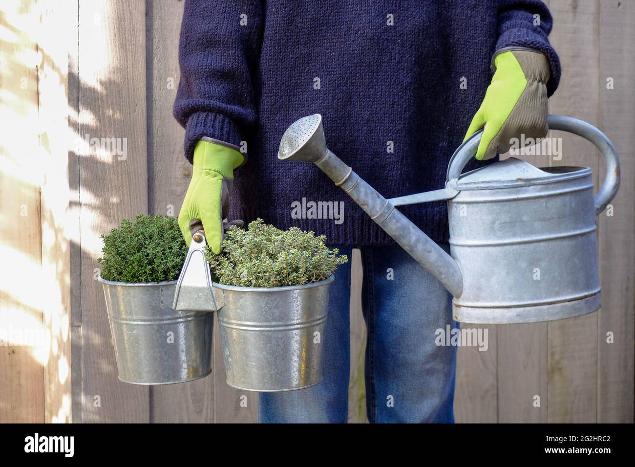 Le jardinier tient une casserole avec le thym (Thymus vulgaris) 'Compactus', le thym citron (Thymus citriodorus) et une vieille carafe de zinc Banque D'Images