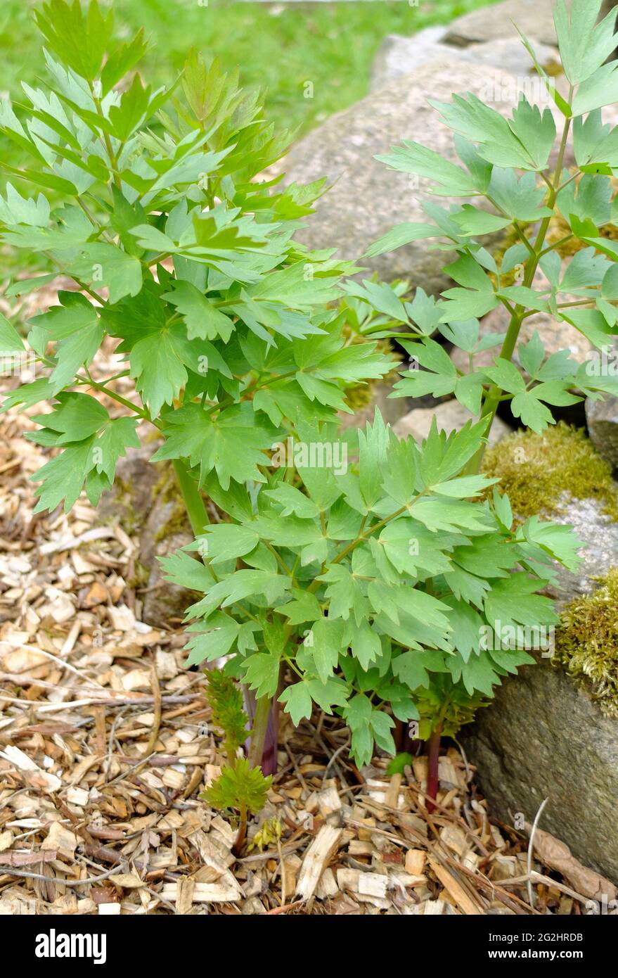 Herbe de Maggi (Levisticum officinale Photo Stock - Alamy