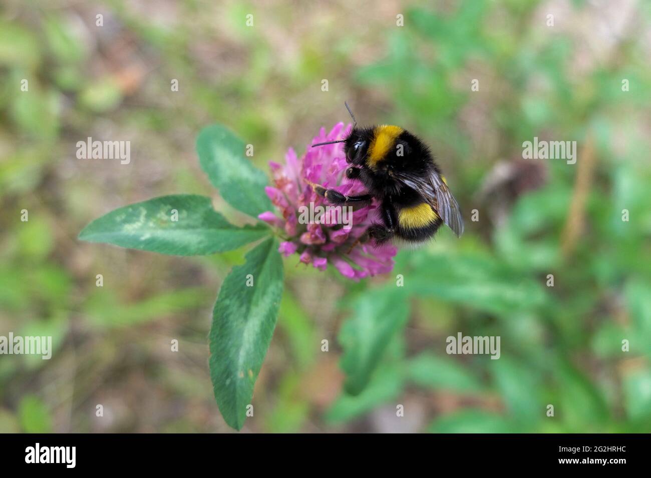 Trèfle (trifolium), fleur de bourdon (bombus) Banque D'Images