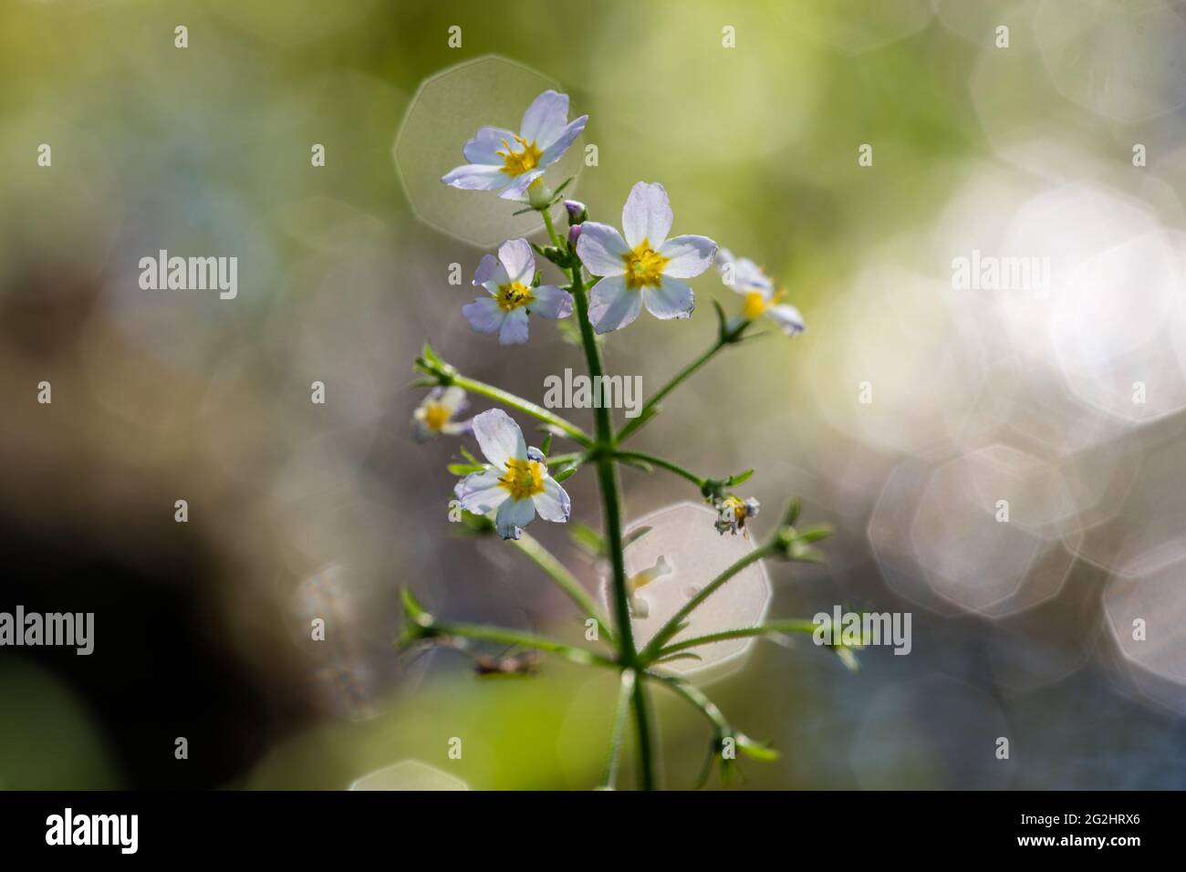 Plume d'eau, Hottonia palustris, plante aquatique 2021 Banque D'Images