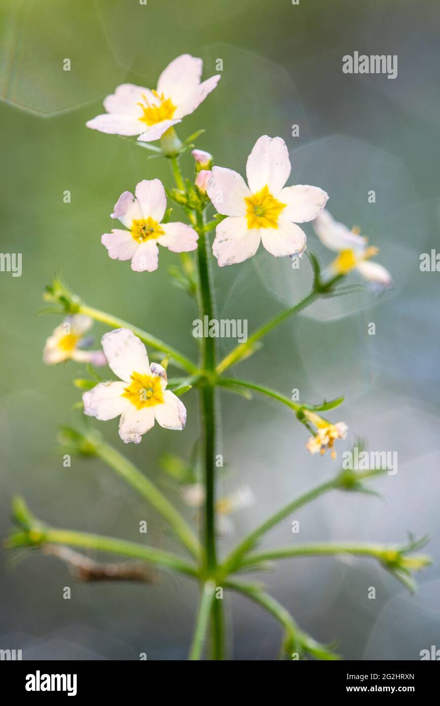 Plume d'eau, Hottonia palustris, plante aquatique 2021 Banque D'Images