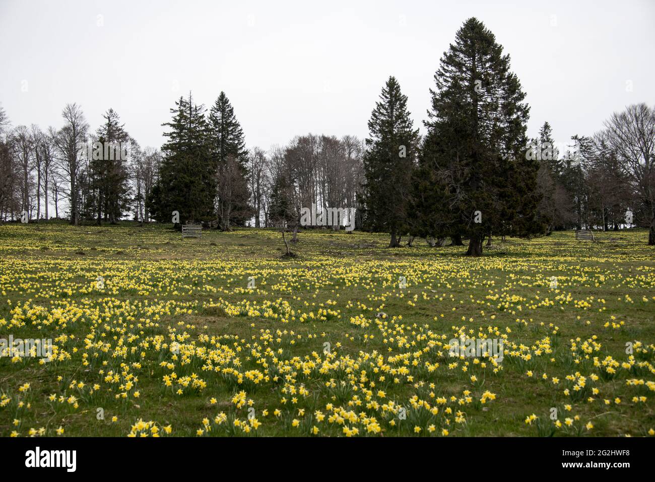 La fleur de Daffodil dans le Jura Banque D'Images
