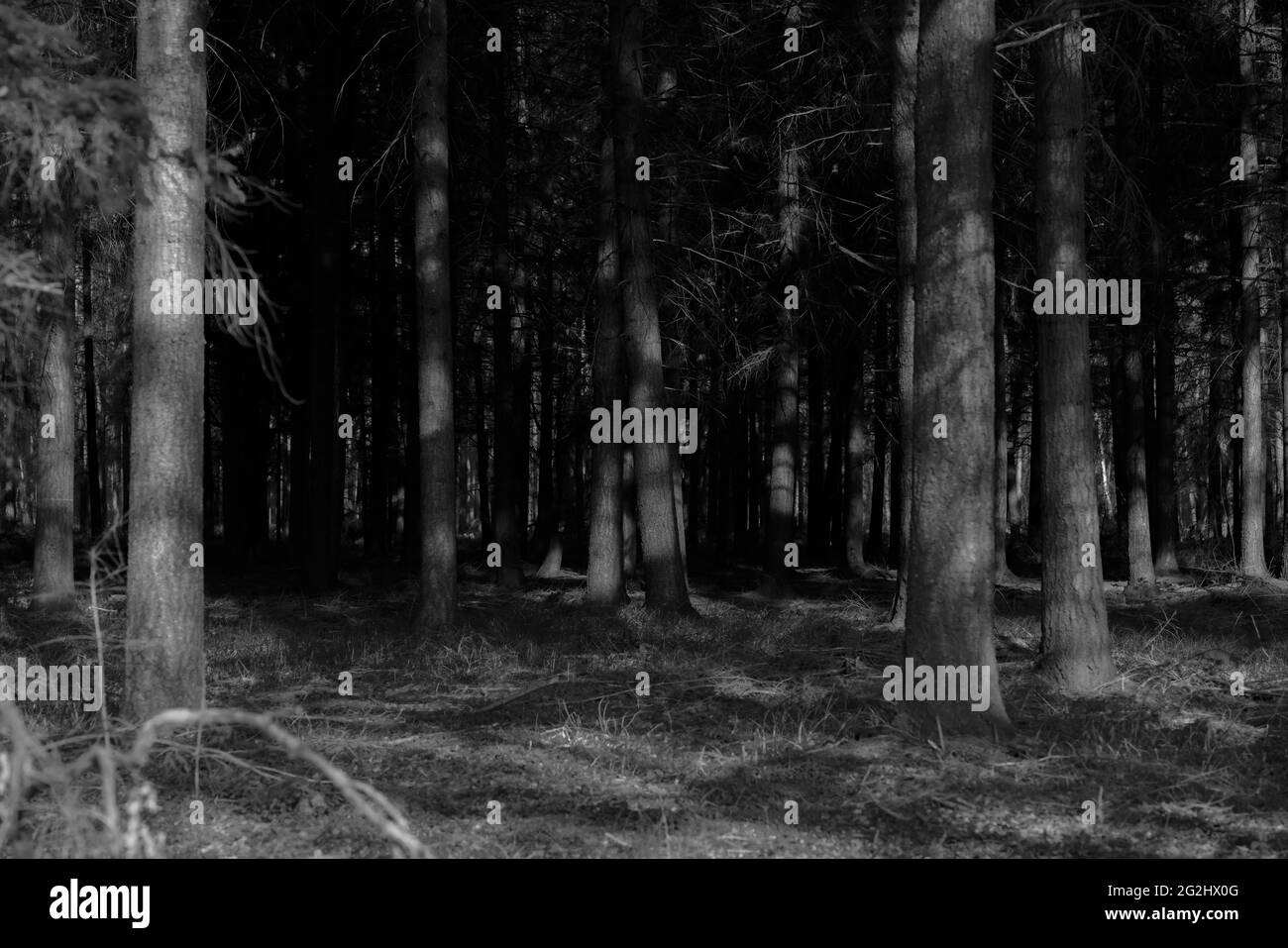 Forêt d'épinette au printemps peu après le lever du soleil, noir et blanc Banque D'Images