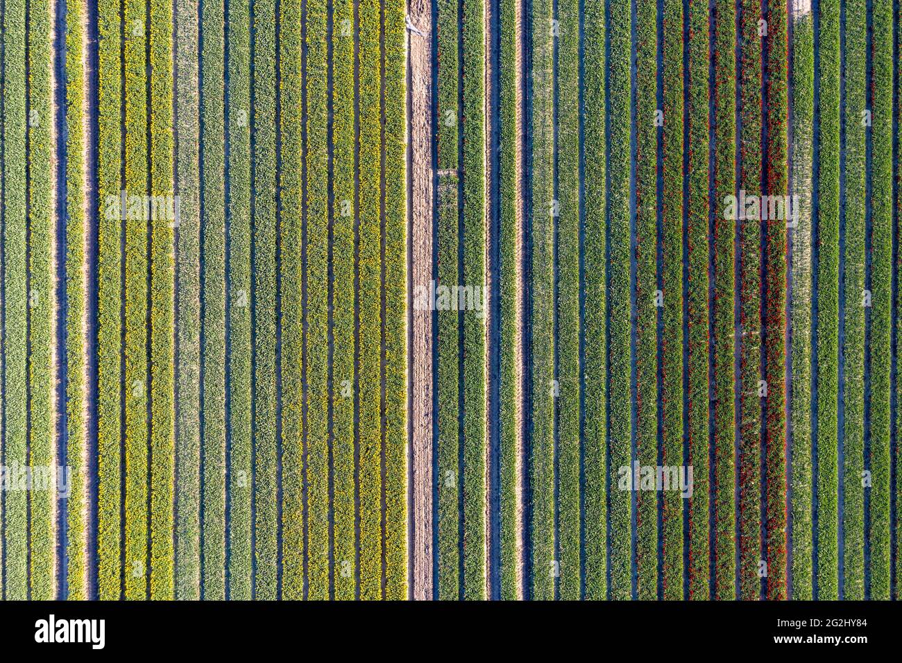 Champs de tulipes, vue aérienne, Schwaneberg, Saxe-Anhalt, Allemagne Banque D'Images