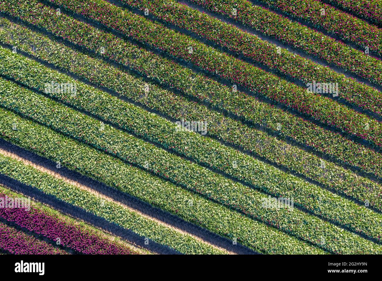 Champs de tulipes, vue aérienne, Schwaneberg, Saxe-Anhalt, Allemagne Banque D'Images