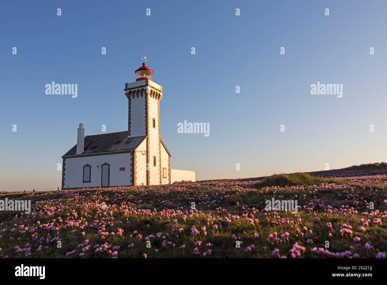 Phare les Poulains dans la lumière du soir, pré aux œillets en fleur, Pointe des Poulains, Belle-Ile-en-Mer, France, Bretagne, Département du Morbihan Banque D'Images