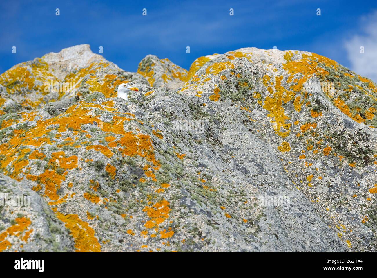Mouette et lichen jaune sur un rocher, Île de sein, France, Bretagne, département du Finistère Banque D'Images