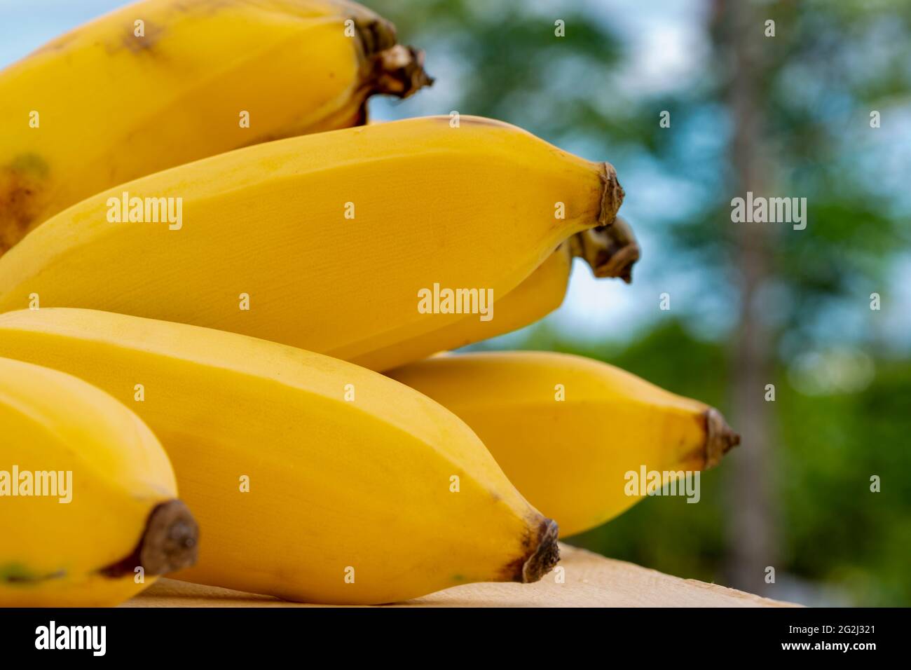 Bouquet de banane fraîche biologique mûre. Banque D'Images