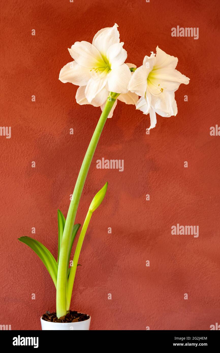 Amaryllis, genre de plantes de la famille des Amaryllis (Amaryllidaceae). Banque D'Images