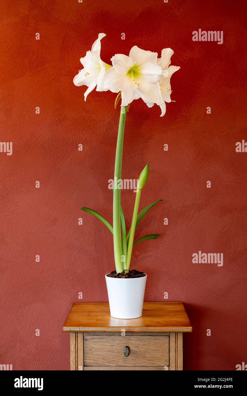 Amaryllis, genre de plantes de la famille des Amaryllis (Amaryllidaceae). Banque D'Images