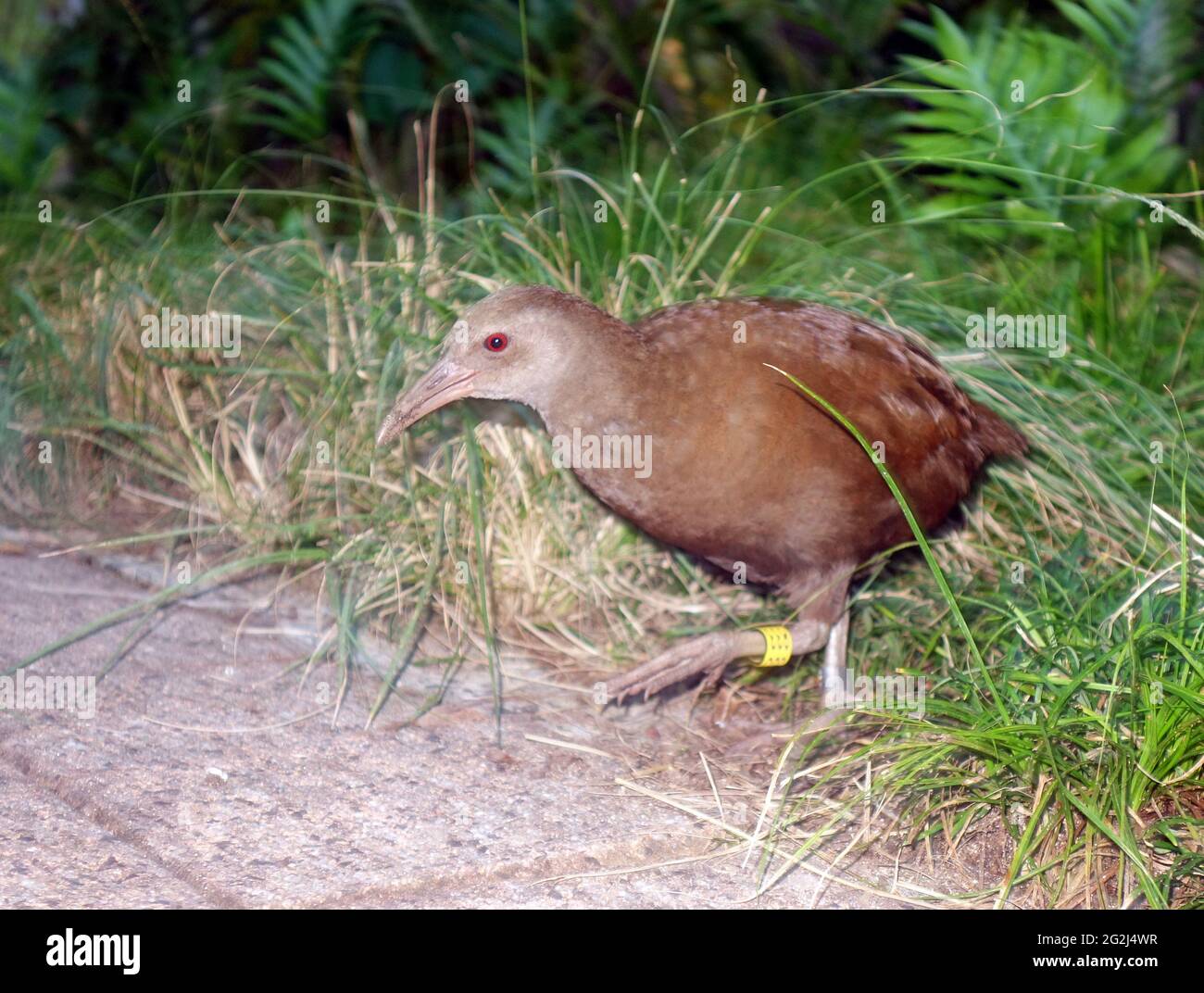 Woodhen (Hypotaenidia sylvestris) maintenant si nombreux dans la colonie ils sont sous-pieds, île Lord Howe, Nouvelle-Galles du Sud, Australie Banque D'Images