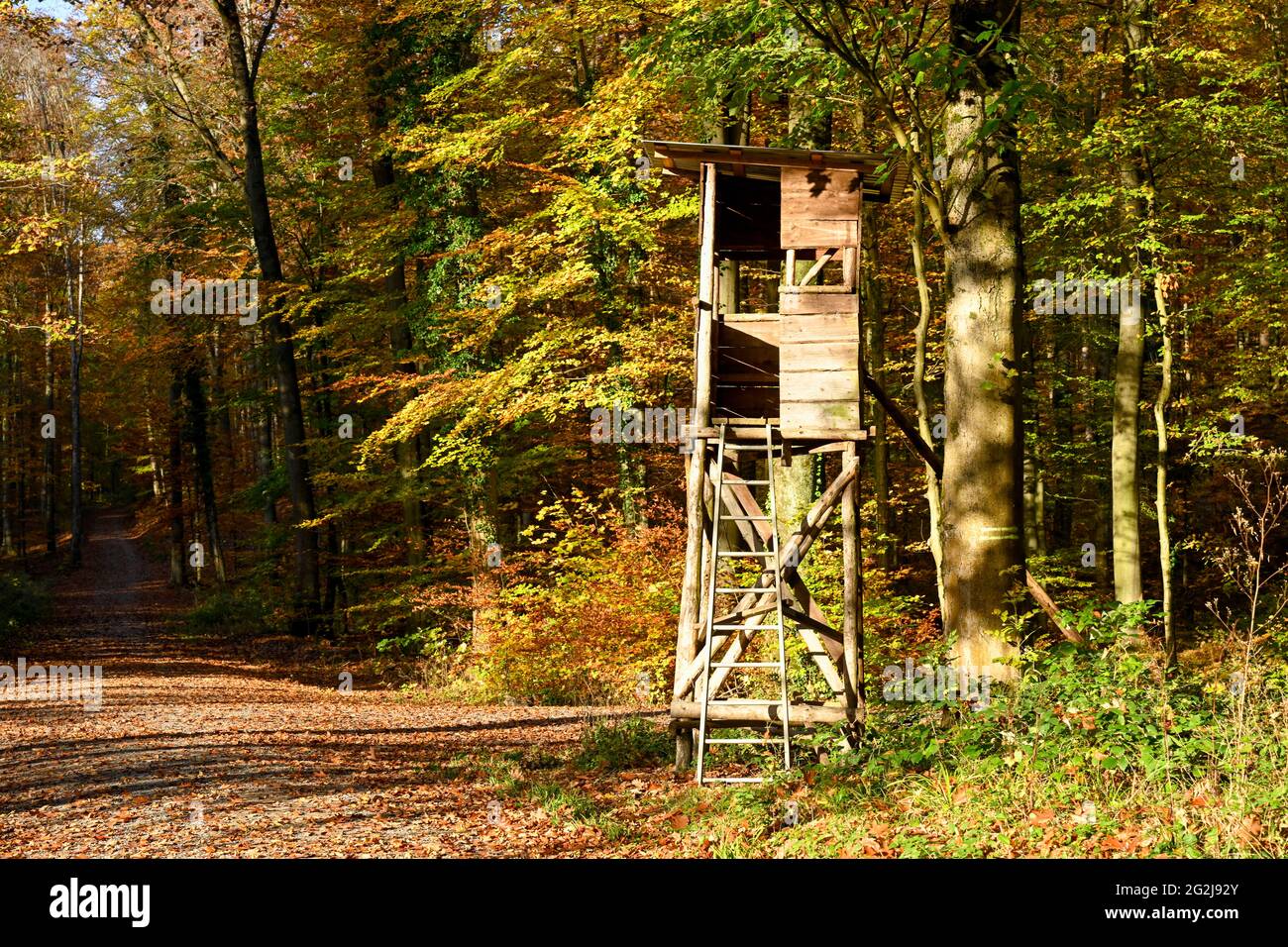 L'automne, siège du chasseur sur un sentier forestier. Banque D'Images
