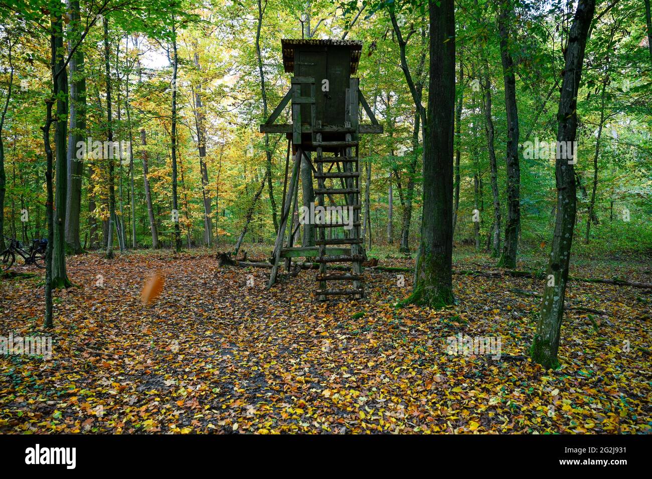 Allemagne, Bade-Wurtemberg, siège de chasseur dans la forêt d'automne. Banque D'Images