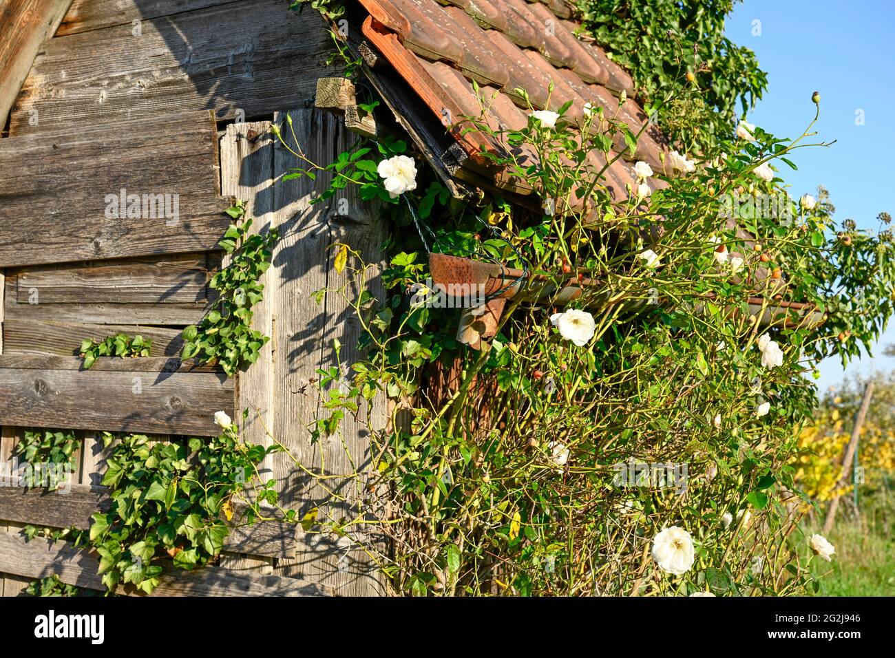 Cabane en bois surcultivée par un vignoble, avec des roses sauvages, Rosa rugosa. Banque D'Images