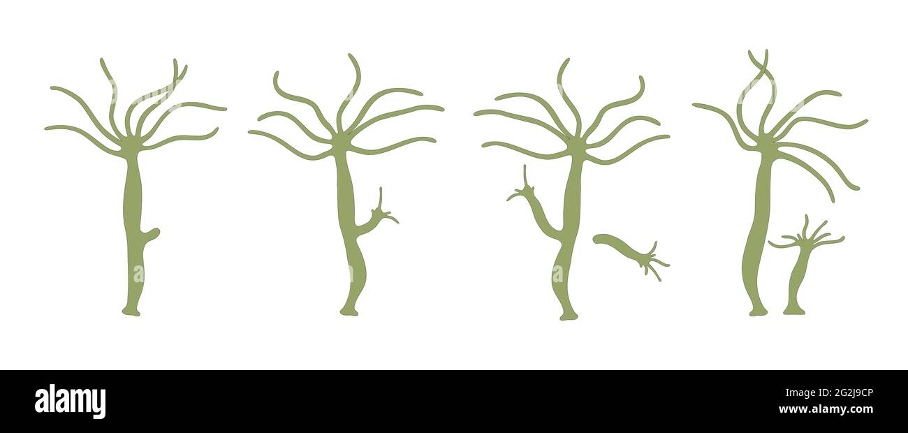 Reproduction asexuée d'Hydra Banque D'Images