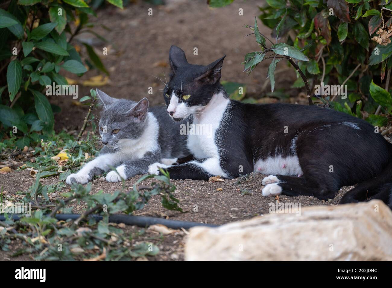 Mere Sans Abri Chat Avec Chaton Les Animaux Sans Abri Chatte Maman Avec Son Chaton Mere Sans Foyer Avec Son Bebe Dans La Rue Petit Kit Blanc Et Gris Effraye Photo Stock
