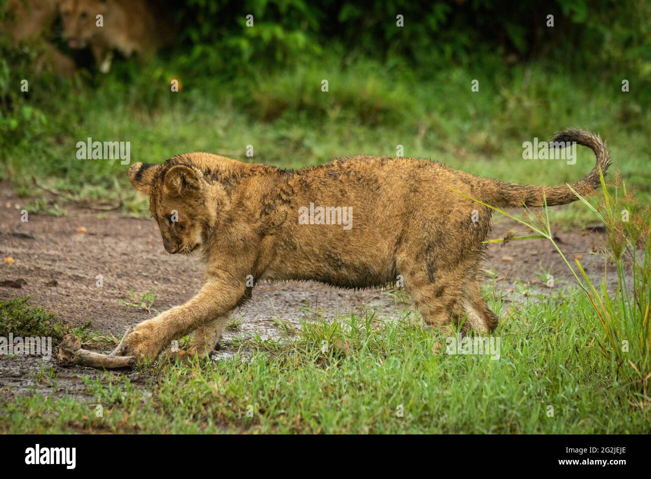 Lion cub joue avec le bâton au sol Banque D'Images