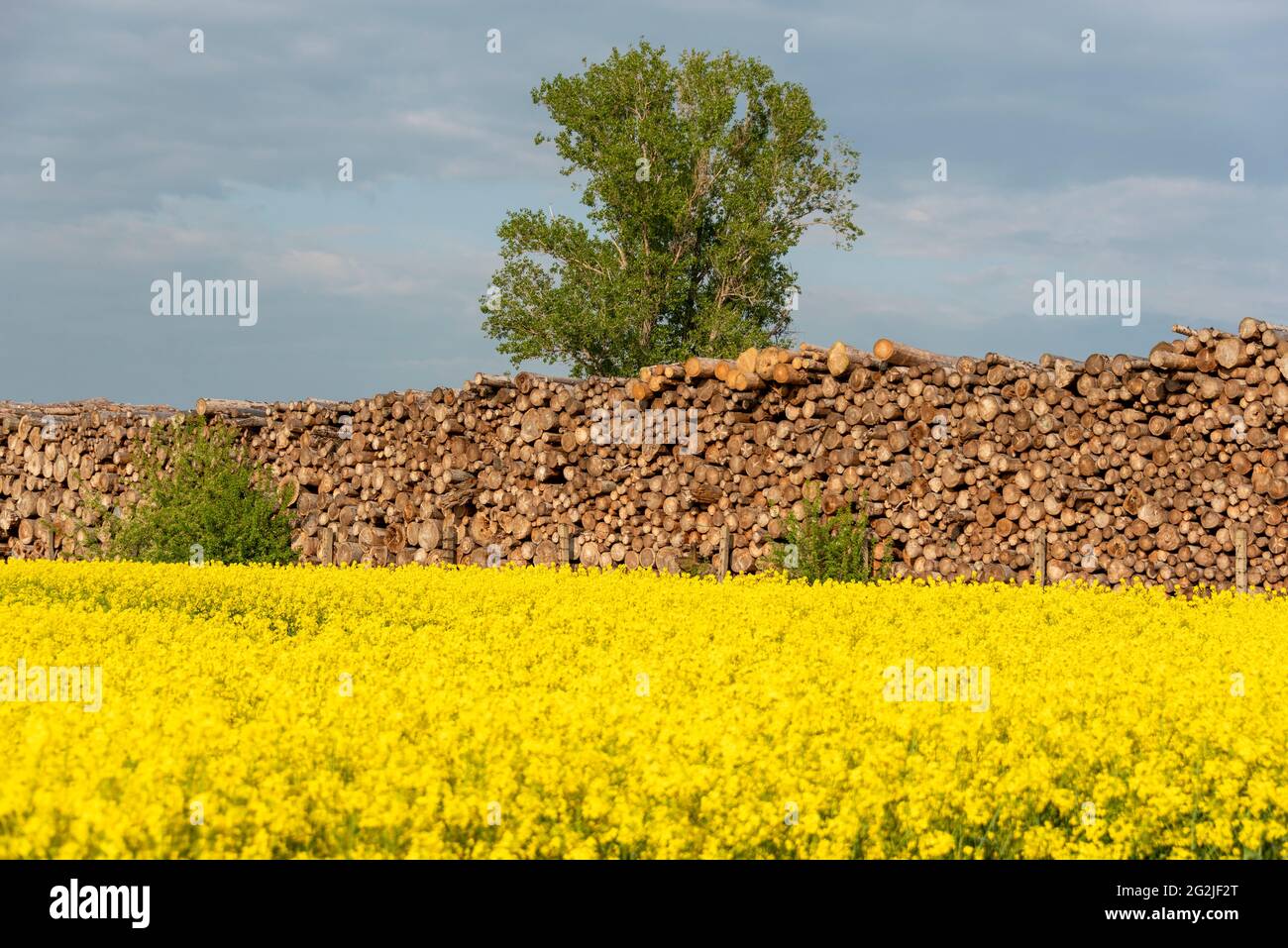 Rangement en bois, troncs d'arbre Banque D'Images