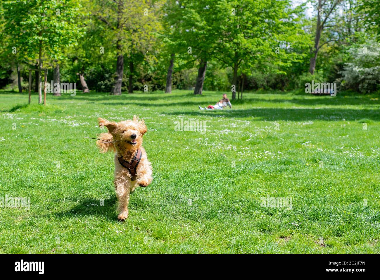 Chien (Mini Goldendoodle) saute sur un pré de printemps avec un bâton dans sa bouche Banque D'Images