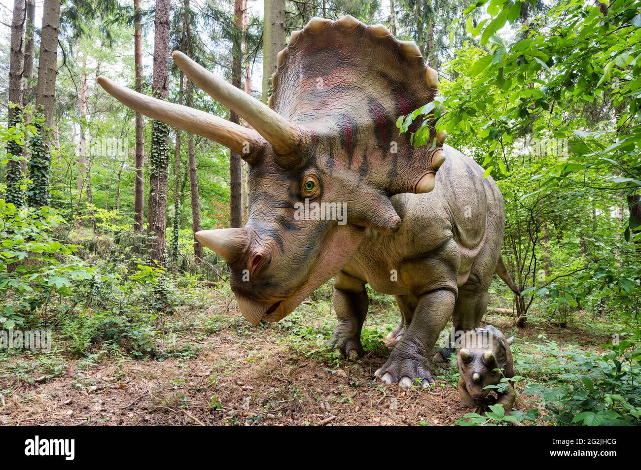 Dinosaure Triceratops avec un jeune animal comme modèles à Dinopark Münchehagen près de Hanovre. Vécu en Amérique du Nord il y a environ 66 millions d'années (fin de la période du Crétacé), est devenu d'environ 9m de long et 6t en poids. Banque D'Images