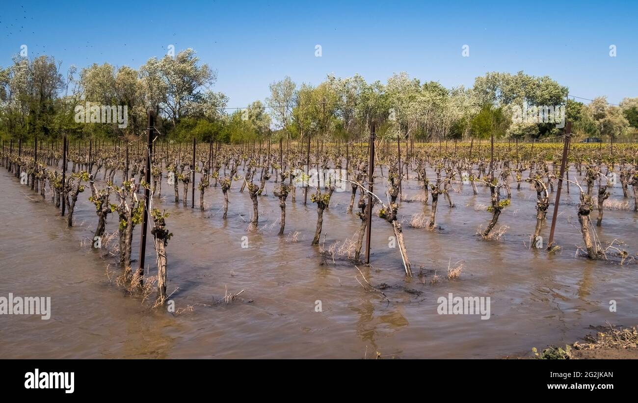 Vignoble sous l'eau à Fleury d'Aude au printemps. Banque D'Images