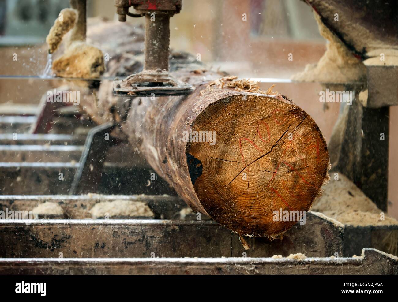 Solingen, Rhénanie-du-Nord-Westphalie, Allemagne - tronc d'épinette, ici le bois d'épicéa infesté par des coléoptères d'écorce, le bois de coléoptère, est transformé en bois de construction, le bois de construction est rare et cher, les charpentiers et les menuisiers sont aux prises avec la hausse rapide des prix du bois brut en temps de la crise de la couronne, De grandes quantités de bois de tige sont exportées en Chine et aux États-Unis. Banque D'Images