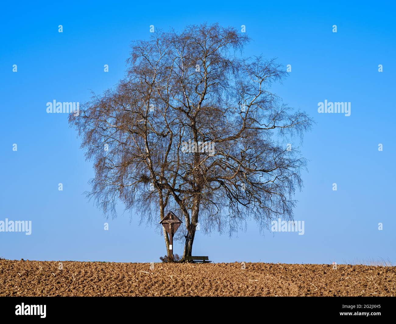 Champ transversal, banc, banc de stationnement, banc, repère, arbre, bouleau, champ, terre arable, surface agricole, agriculture Banque D'Images